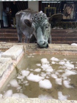 Cow fountain in Gstaad. (The Swiss LOVE cows, I see cow artwork and souvenirs wherever I go.)
