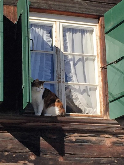 Cat casually hanging out on a windowsill in Gstaad