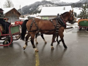 Horses for the sleigh ride!